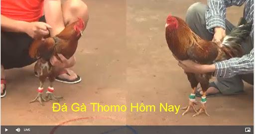 đá gà trực​ tiếp